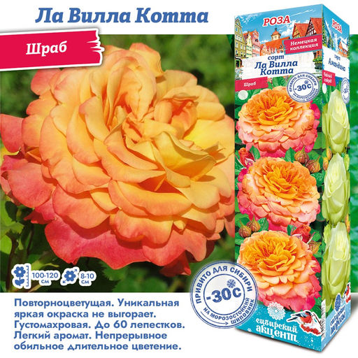 Роза Ла Вилла Котта (Шраб) 1шт