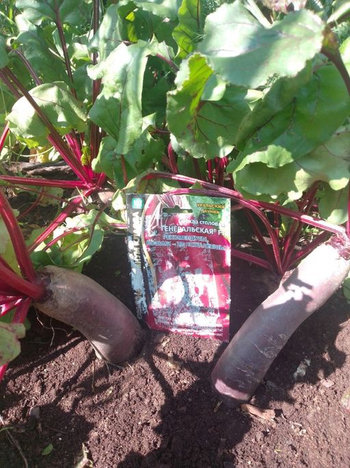 Свёкла ГЕНЕРАЛЬСКАЯ F1 - Уральский дачник фото 9