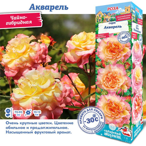 Роза Акварель (Чайно-гибридная) 1шт