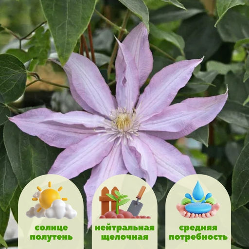 Клематис Миссис Спенсер Кастл - Долина роз фото 2