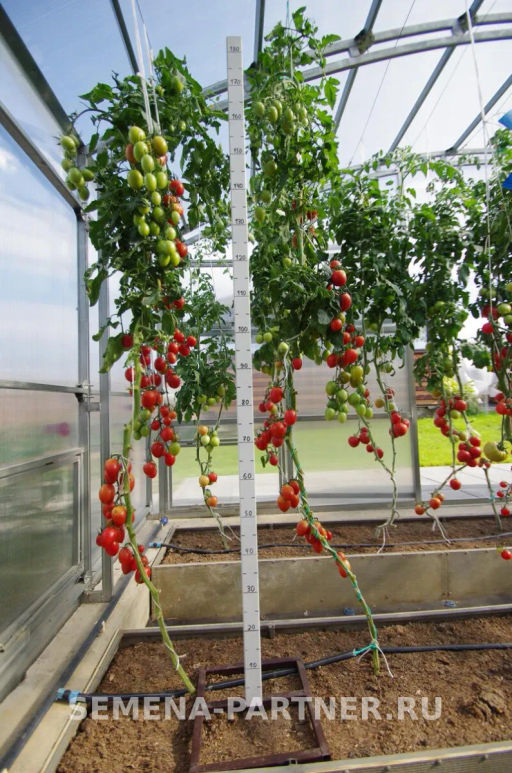 Томат Летний Бал - Партнер фото 3