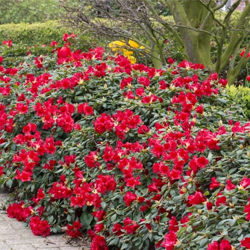 Рододендрон Баден-Баден