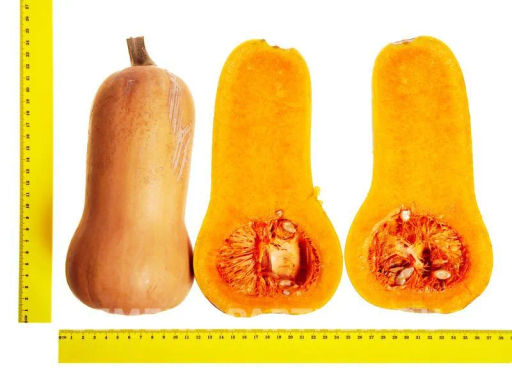 Тыква Страдивари - Партнер фото 5