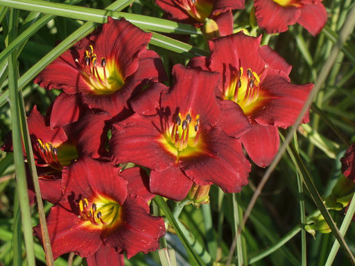 Лилейник Руби Стелла