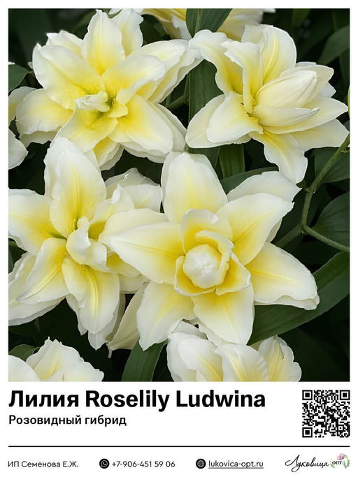 Лилия Roselily Ludwina (Розовидный гибрид)