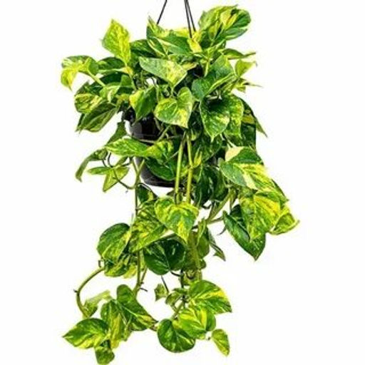 Сциндапсус Неон - 1000корней фото 2