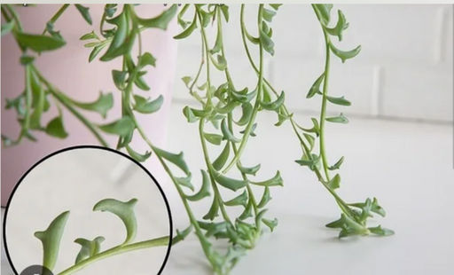 Сенецио Перегринус "Дельфинчики"