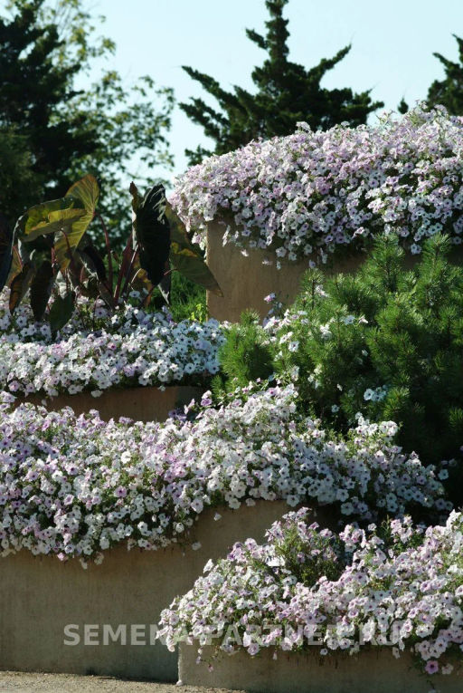 Петуния Тайдел Вэйв Сильвер ампельная многоцветковая - Партнер фото 7