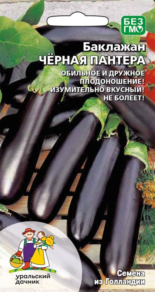 Баклажан ЧЁРНАЯ ПАНТЕРА Обильное и дружное плодоношение! Изумительно вкусный!