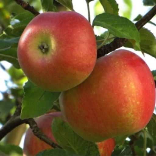 Яблоня Приокская колонновидная (саженец с этикеткой) 1шт