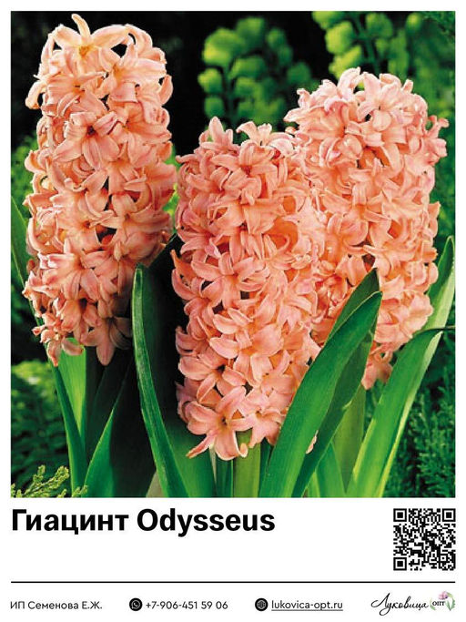 Гиацинт Odysseus
