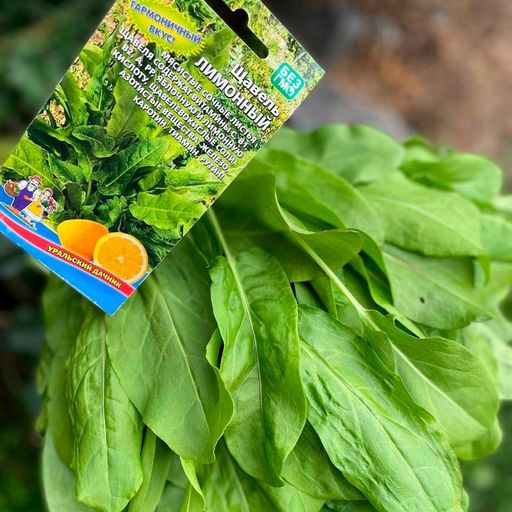 Щавель ЛИМОННЫЙ - Уральский дачник фото 7