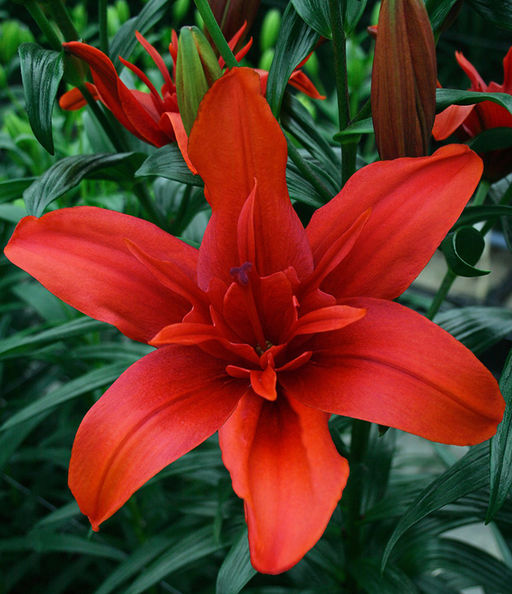 ЛИЛИЯ Рэд Твин Разбор 12/14 Кол-во упак., шт 5