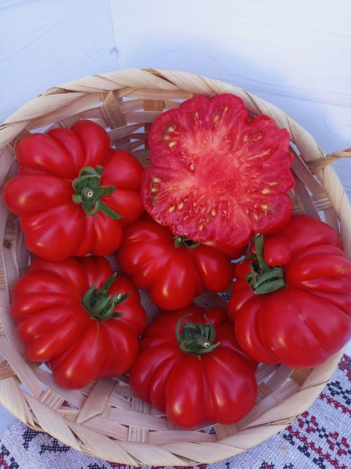 Томат ЖЕНСКАЯ ДОЛЯ F1 - Уральский дачник фото 2