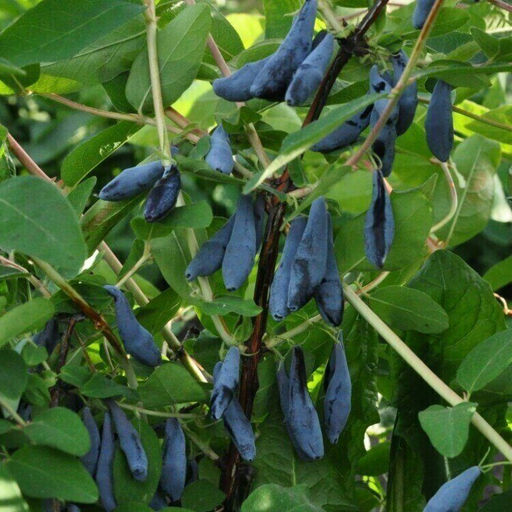 Жимолость Касмалинка (коробка) 1шт