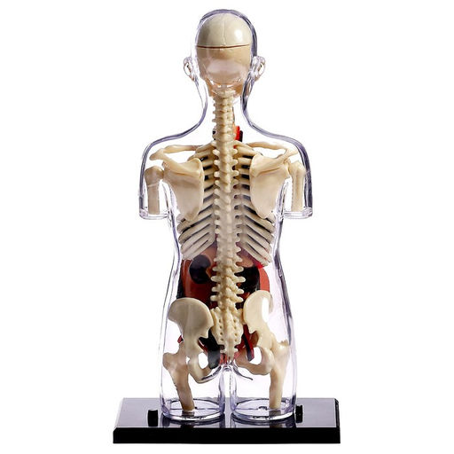 Набор для опытов Строение тела, беременная женщина - Эврики фото 13