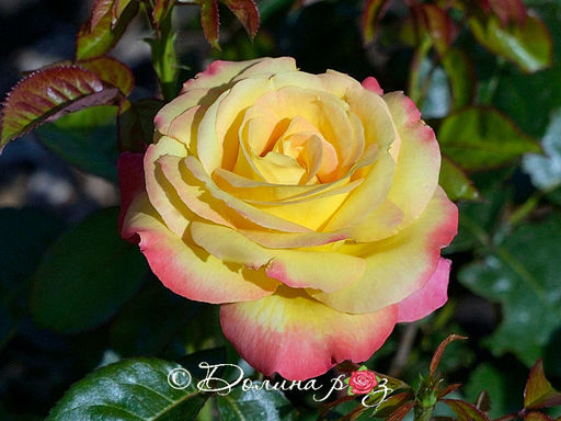 Роза Восточный Экспресс - Долина роз фото 2