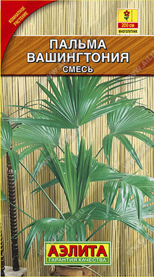 1651A Пальма Вашингтония робуста 2шт