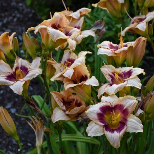 Лилейник Блюберри Крим - Долина роз фото 3