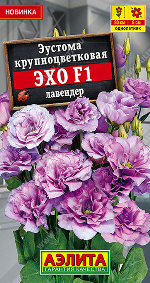 2033A Эустома Эхо F1 лавендер крупноцветковая 5шт