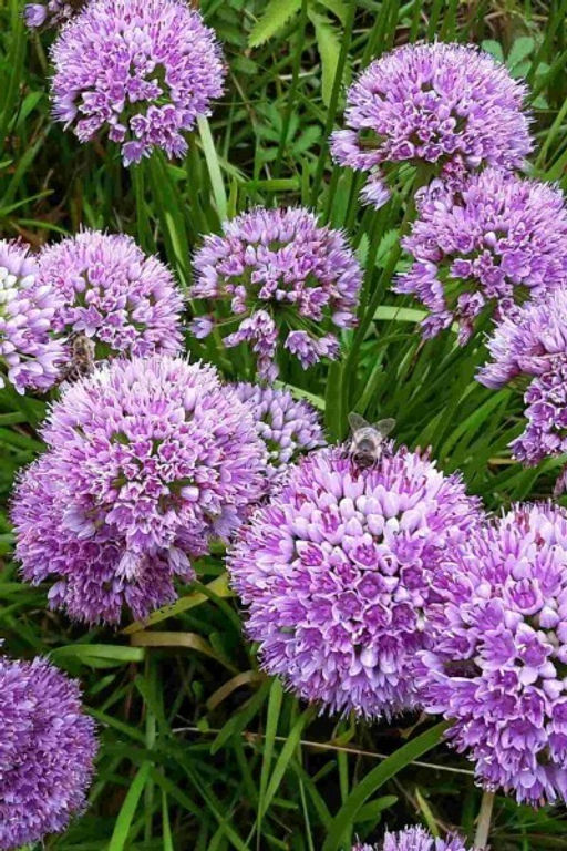 Аллиум Millenium (Лук декоративный) - Голландские луковицы фото 3