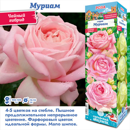 Роза Мириам (Чайно-гибридная) 1шт
