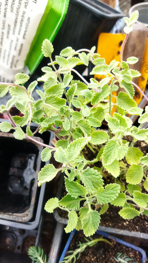 Котовник Фассена Сикс Хиллс Джиант Голд