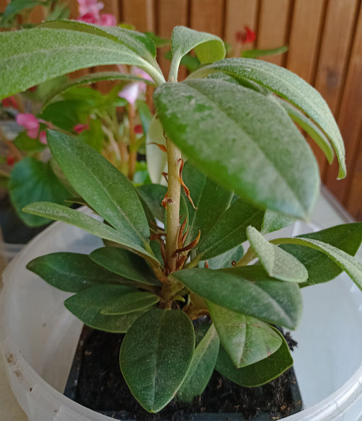 Рододендрон Фантастика