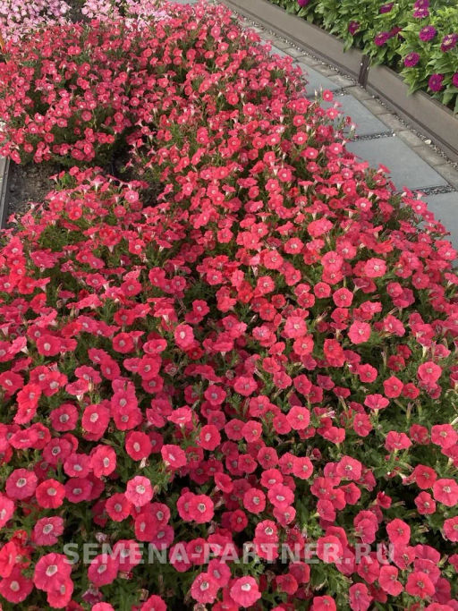 Петуния МиМи Стефания каскадная лососева-красная - Партнер фото 5