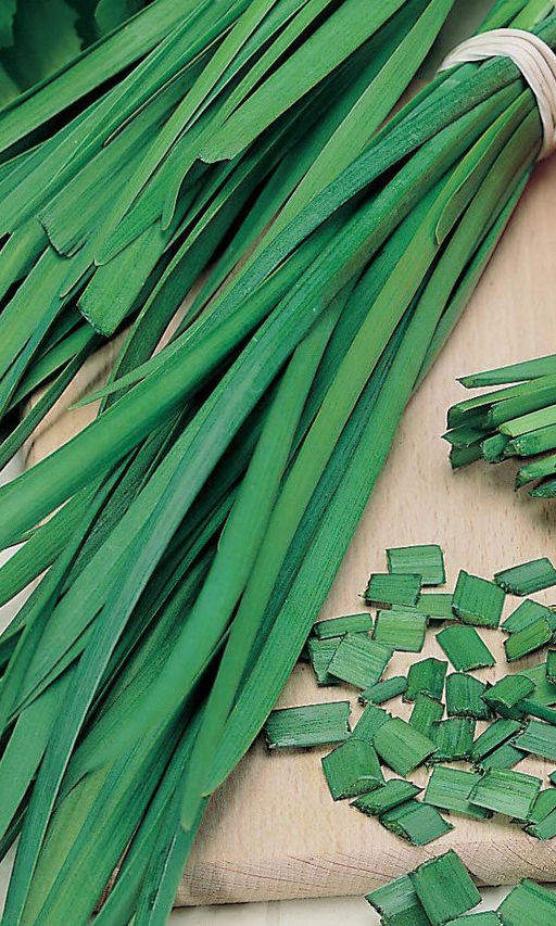 Лук на зелень КАЗАЧОК Крайне урожайный! Пучковый! Быстроотрастающий с лёгким чесночным ароматом!