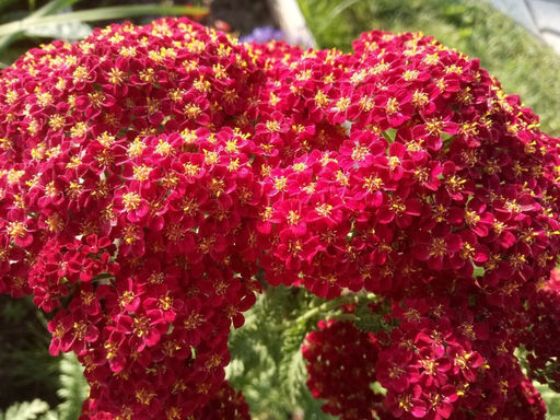 Тысячелистник обыкновенный Ред Шейдес - Долина роз фото 3