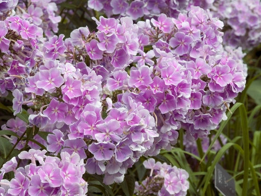 Флокс Franz Schubert (Метельчатый) - Голландские луковицы фото 4