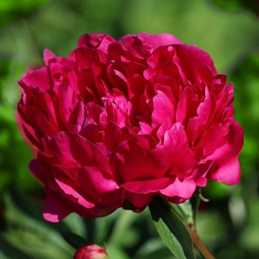 ПИОН Феликс Краузе Разбор 2/3 n Кол-во упак., шт 1