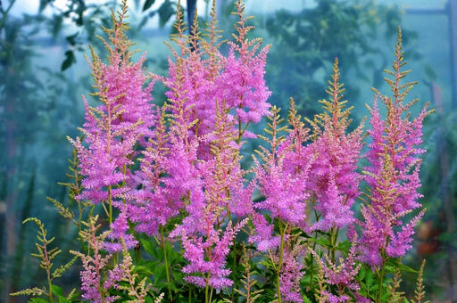 Астильба Арендса Аметист 1 год ЗКС тара 0,5л высота 5-15см. - Наша дача фото 2