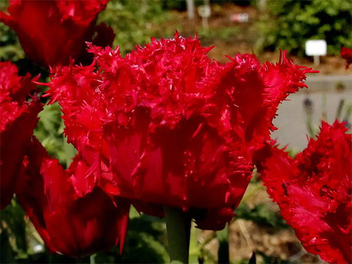 Тюльпан Mazda (Мазда) - Долина роз фото 4