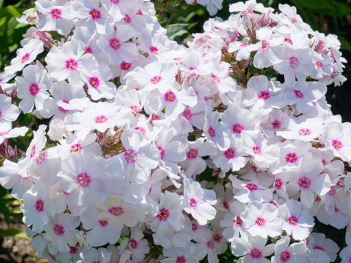 Флокс метельчатый Граф Цеппелин - Долина роз фото 4