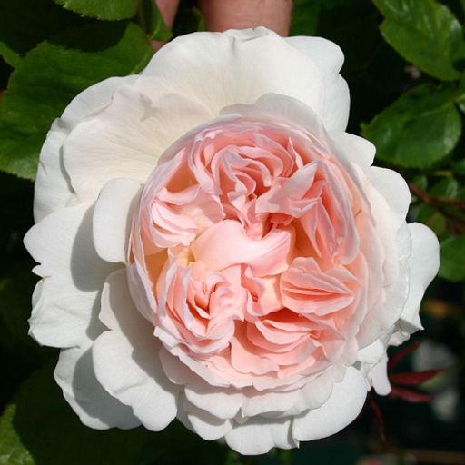 R458 СЕБАСТЬЯН КНЕЙП