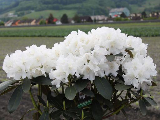 Рододендрон Schneekrone (Шнеекроне) - Долина роз фото 3