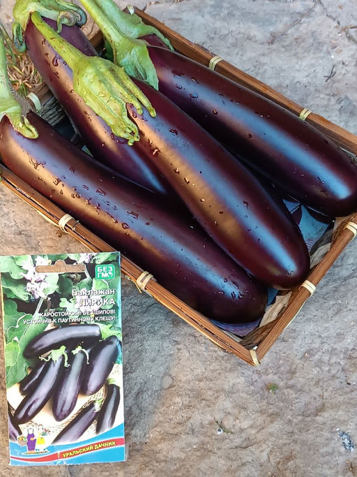 Баклажан ЛИРИКА  Жаростойкий! Без шипов! Устойчив к паутинному клещу! - Уральский дачник фото 2