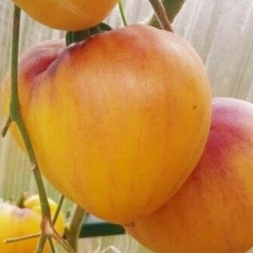 7151T Томат Сержант Пеппер 10шт