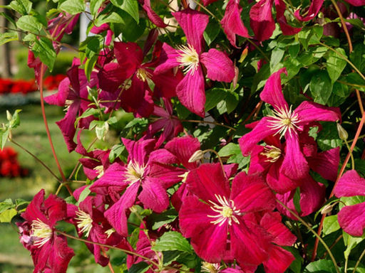 Клематис Мадам Джулия Корревон - Долина роз фото 6