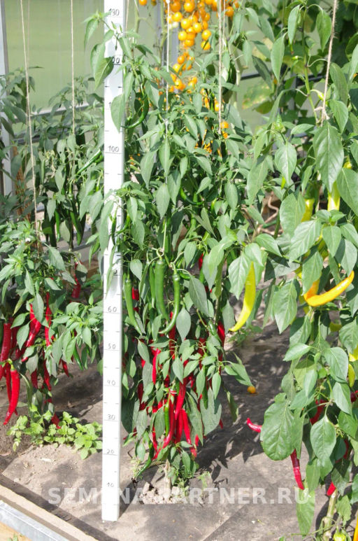 Перец острый Флорентина - Партнер фото 3