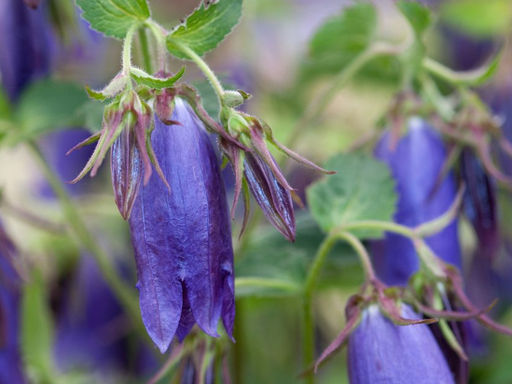 Колокольчик гибридный Сарастро - Долина роз фото 4