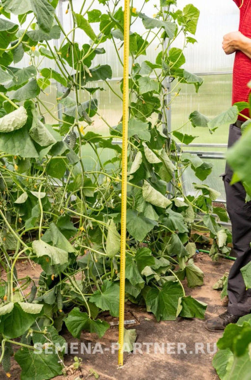 Огурец партенокарпический Директор - Партнер фото 5