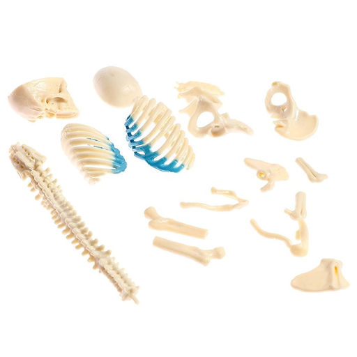 Набор для опытов Строение тела, беременная женщина - Эврики фото 8