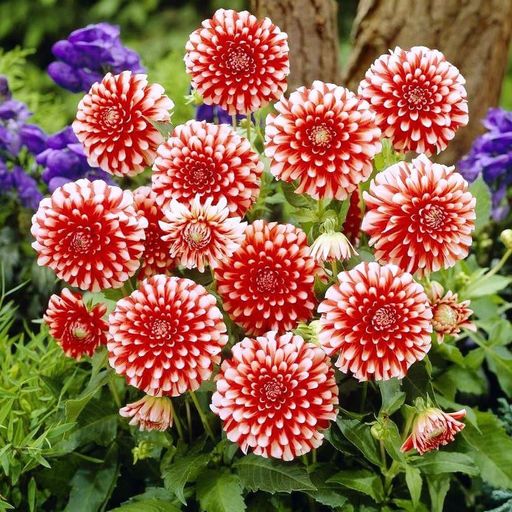 ГЕОРГИНА Мьюзетт Разбор I Кол-во упак., шт 1