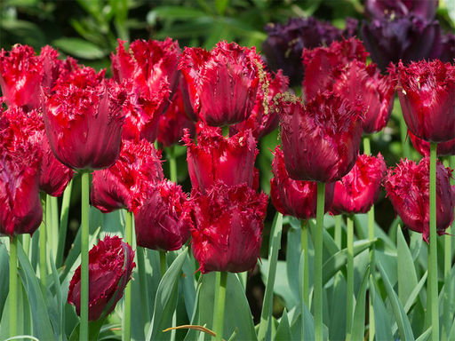 Тюльпан Mazda (Мазда) - Долина роз фото 3