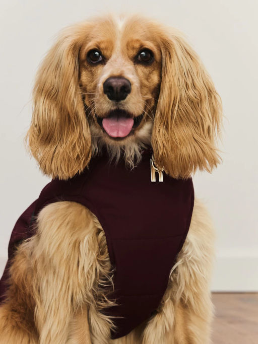 джемпер (попона) для животных / Zarina фото 3