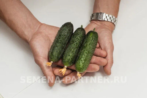 Огурец партенокарпический Фуро - Партнер фото 3