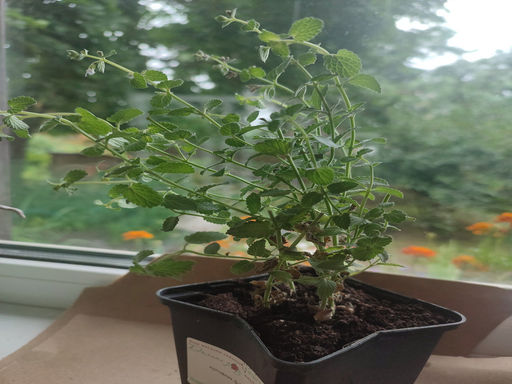 Котовник Фассена Кит Кэт